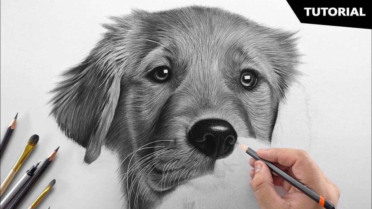 Спаниель собака рисунок