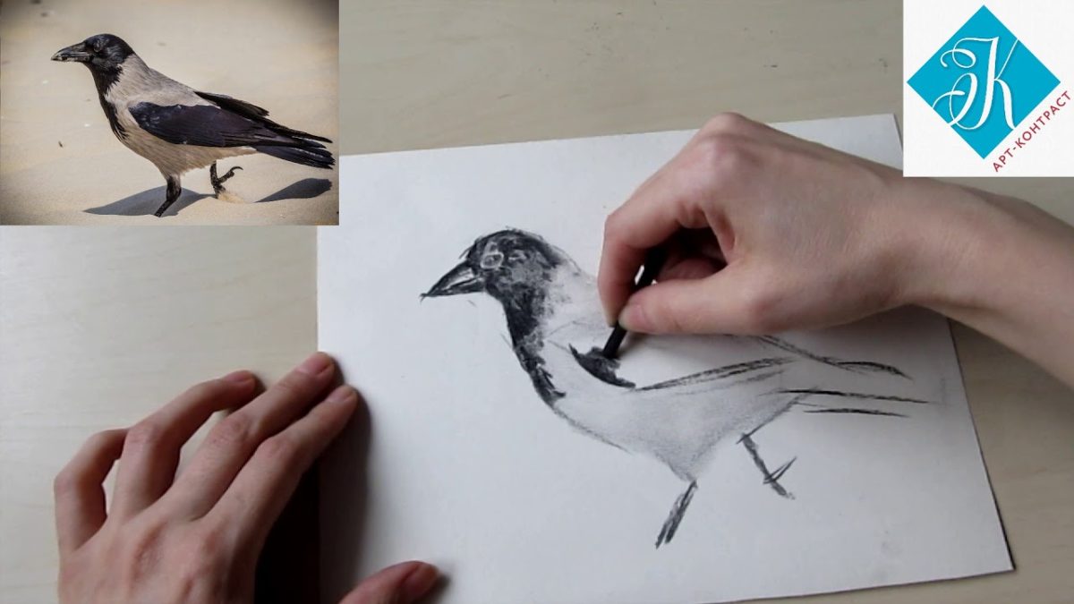 Как нарисовать сову: 21 несложный способ