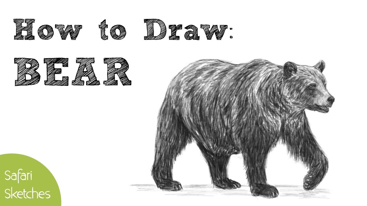 Drew born. Медведь рисунок реалистичный. Нарисовать медведя Гризли. Гризли рисунок реалистичный. Медведь нарисованный реалистичный.