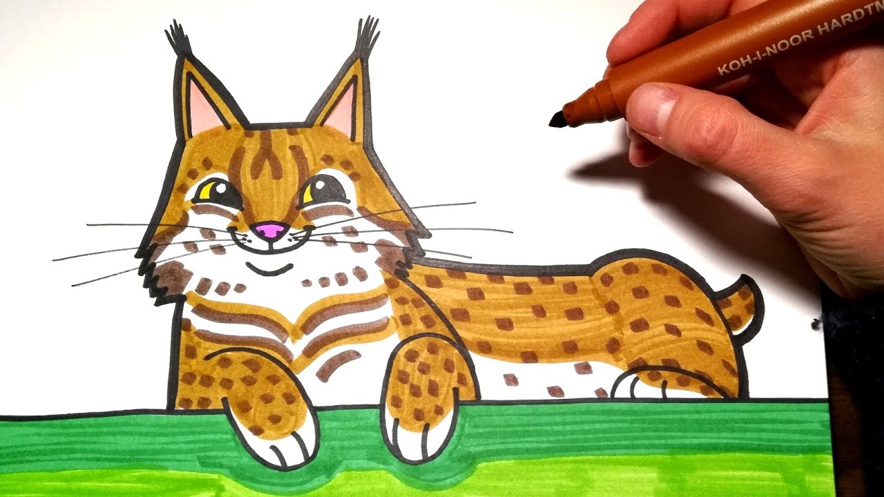 Рисунок рыси карандашом для срисовки (70 фото)