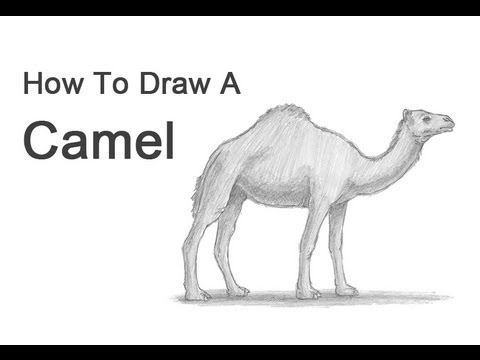 Как нарисовать верблюда карандашом - поэтапный урок рисования обитателя  пустыни - Ravlyk