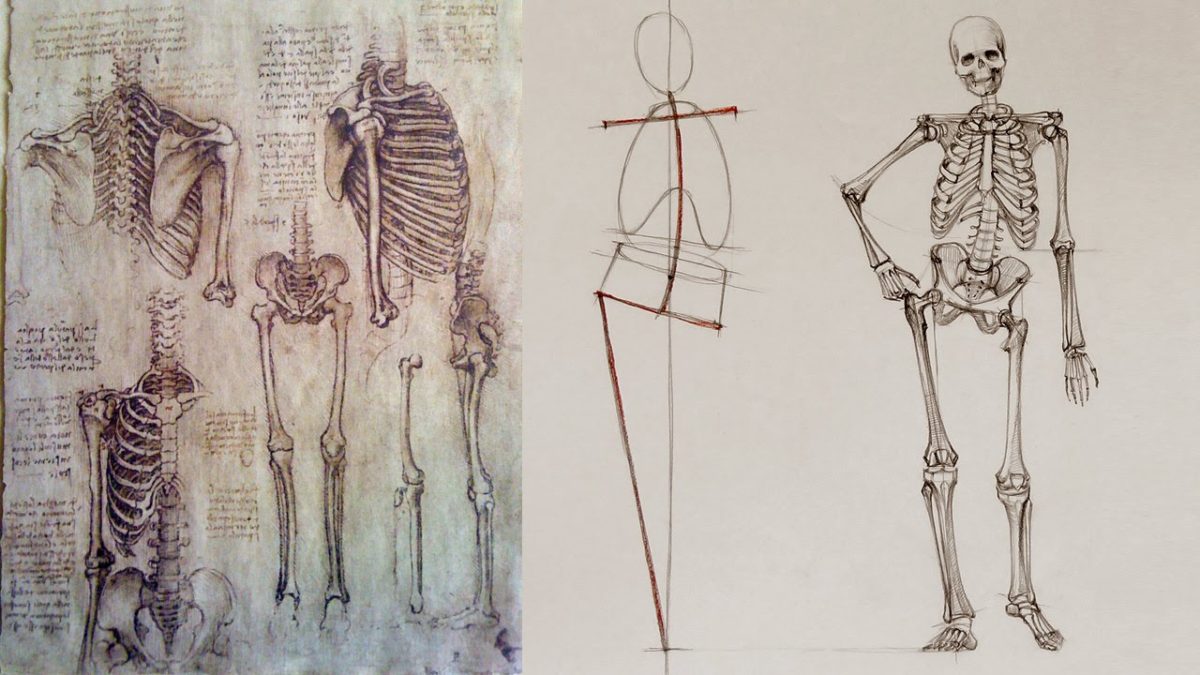 Как нарисовать скелет человека карандашом, красками поэтапно?